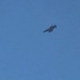 Image for article titled Breaking: Iranian F-4 Phantoms Wade Into The Anti-ISIS Fight Over Iraq